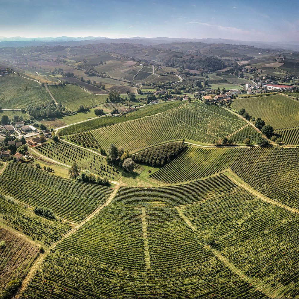 Il nostro vigneto Gherlobbia, nel Monferrato - Poderi Tesio