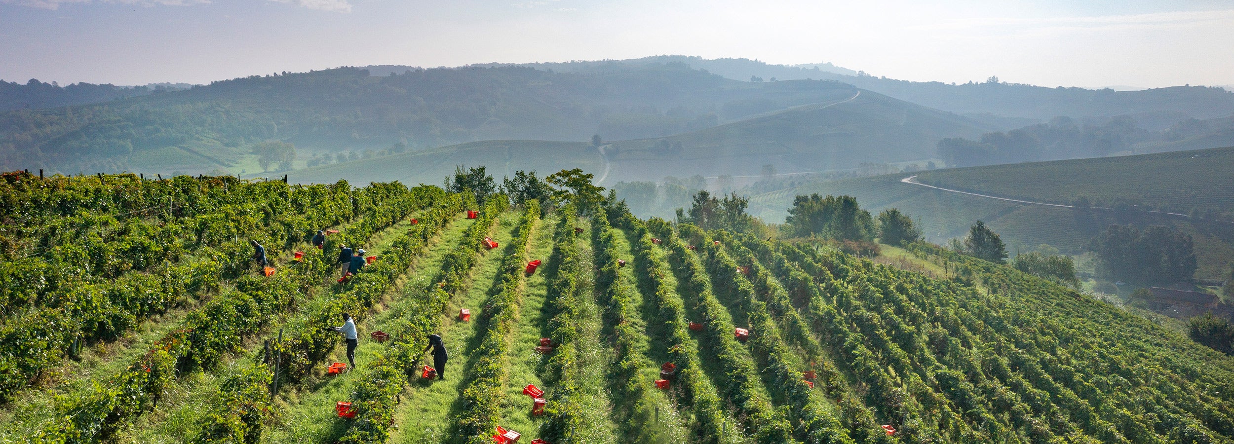 I vigneti di Poderi Tesio - Monferrato e Monleale