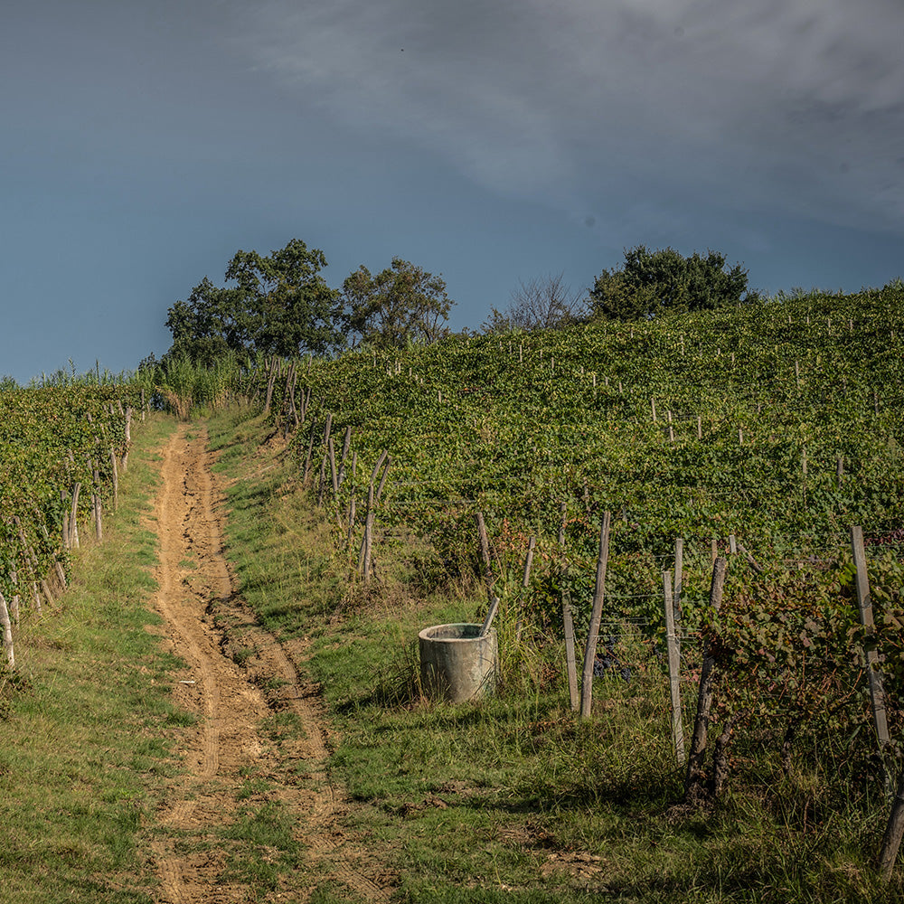 I nostri vigneti di Timorasso a Monleale - Poderi Tesio