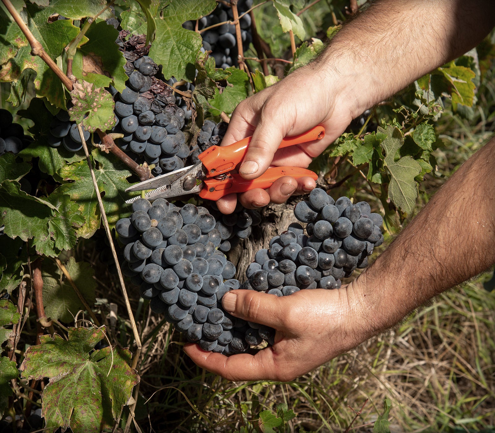 Vendemmia nei vigneti Poderi Tesio