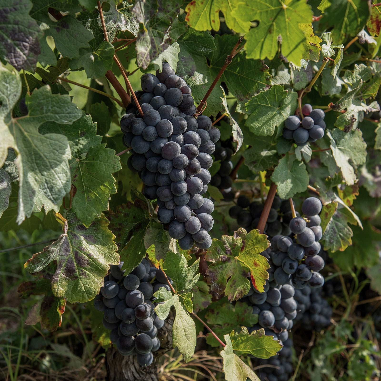 I nostri vigneti - Poderi Tesio