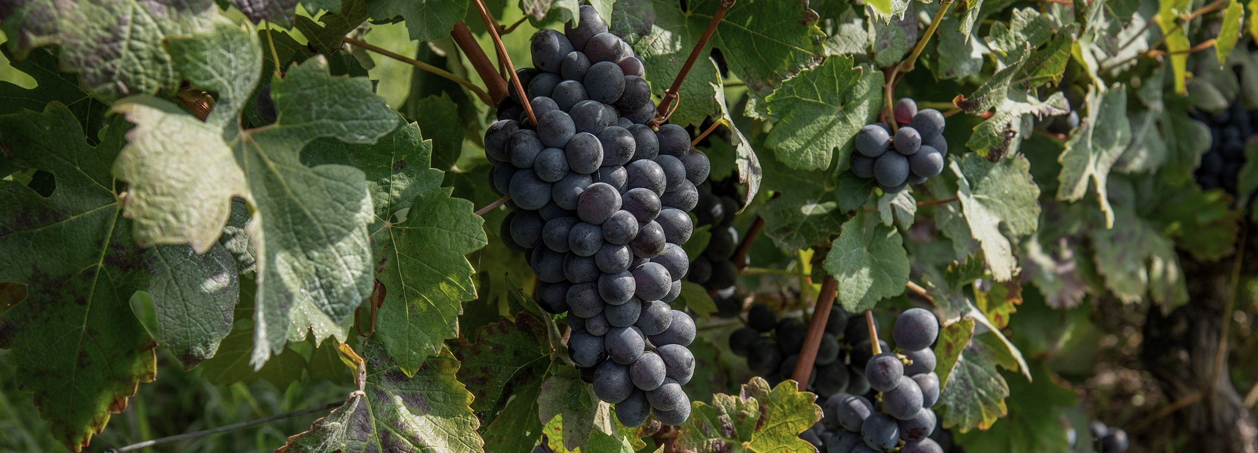 Press Area - Poderi Tesio