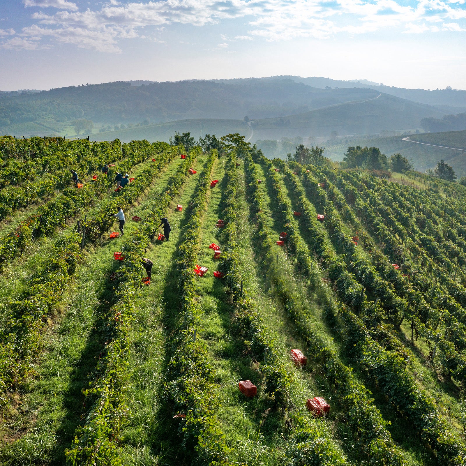 I nostri vigneti - Poderi Tesio