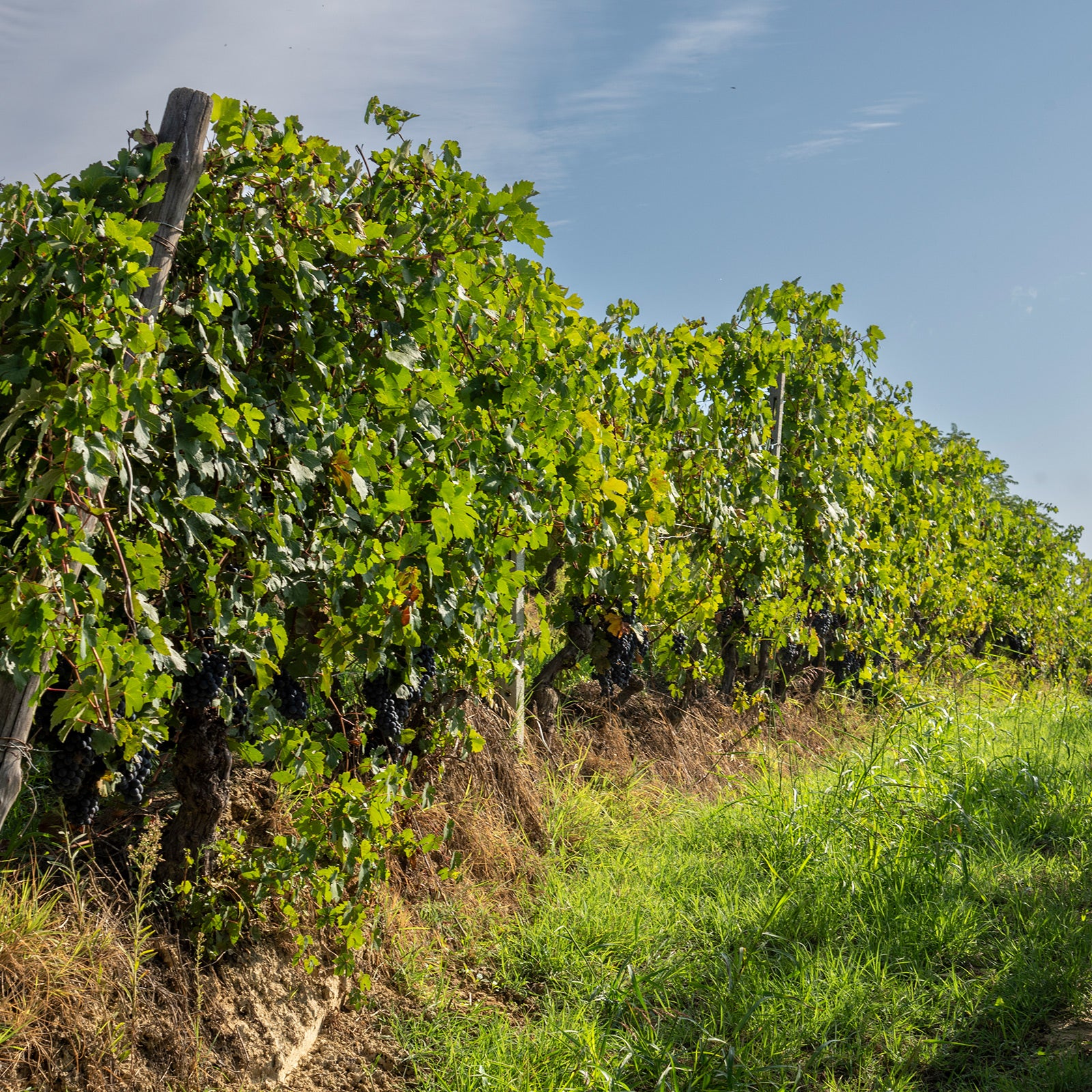 I nostri vigneti - Poderi Tesio