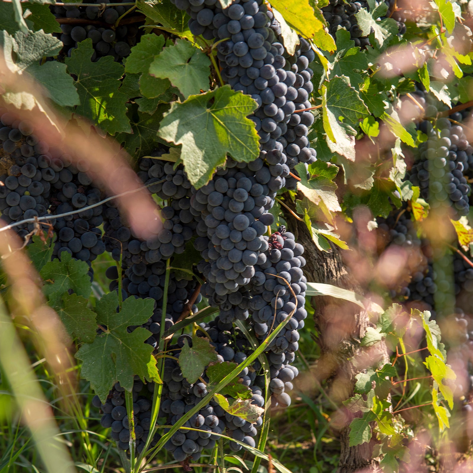 I nostri vigneti - Poderi Tesio