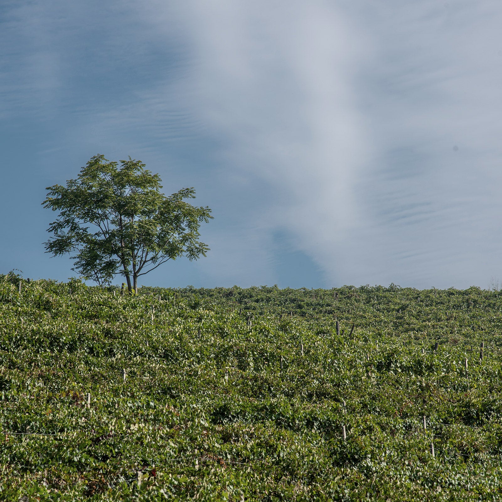 I vigneti - Poderi Tesio