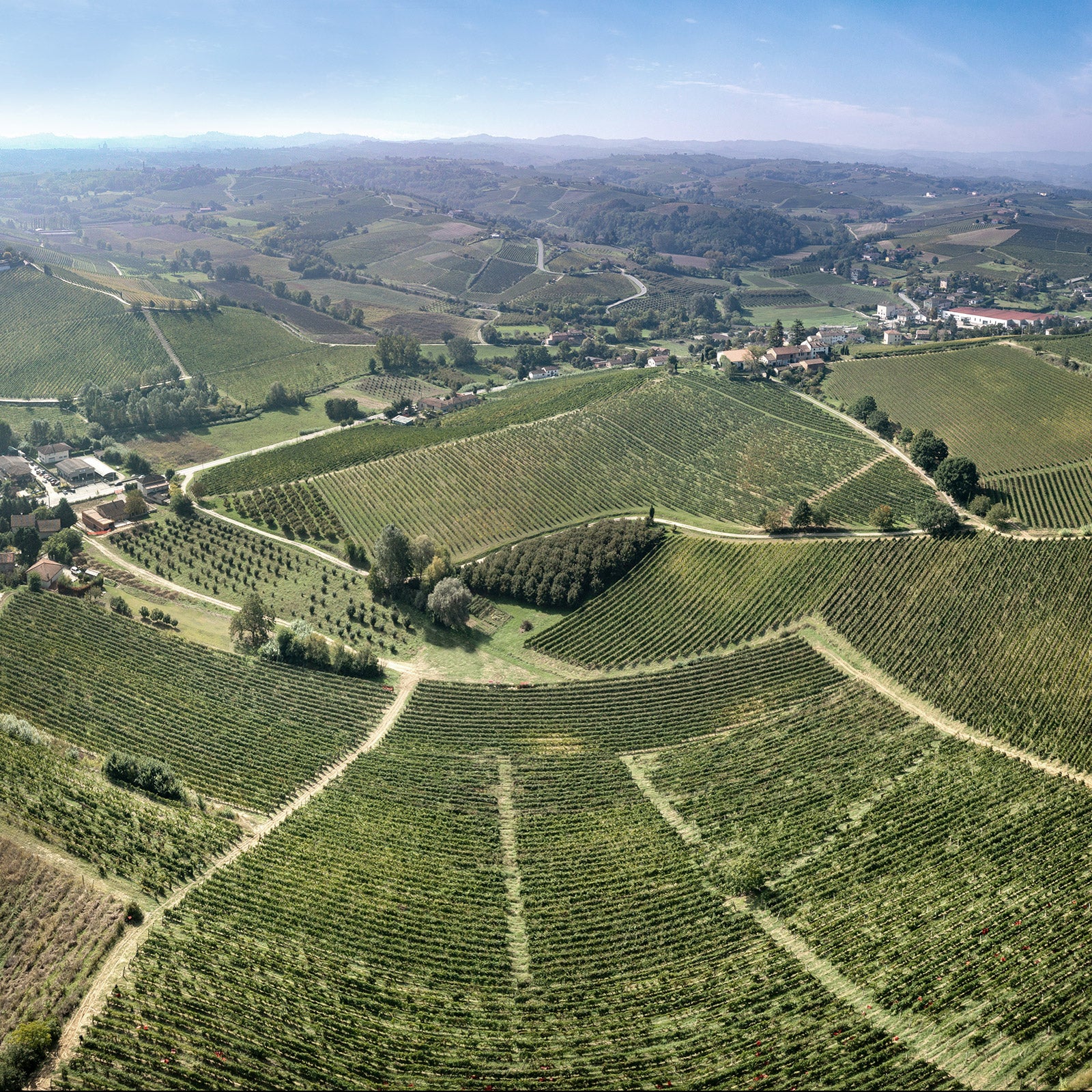 Veduta dei vigneti di Poderi Tesio