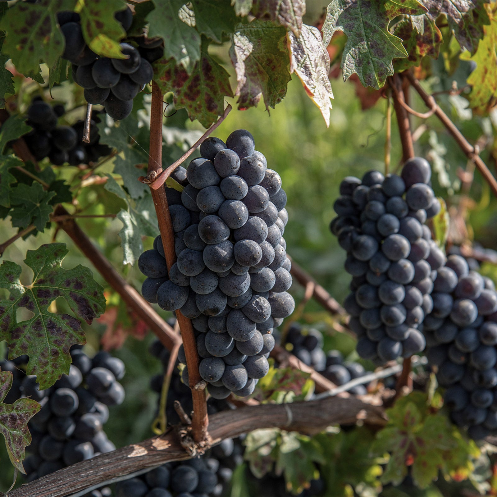 Poderi Tesio: A family wine affair
